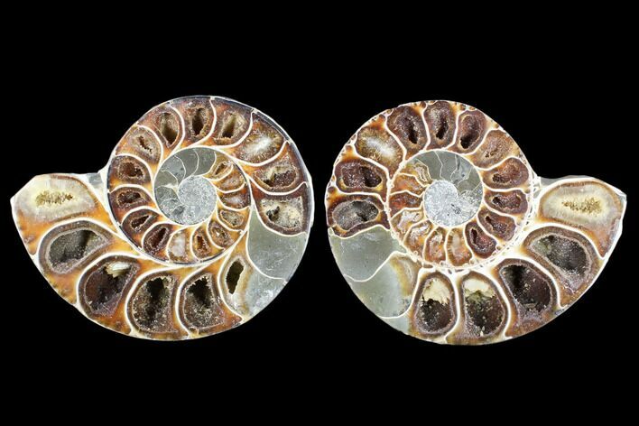 Cut & Polished Ammonite (Anapuzosia?) Pair - Madagascar #88014